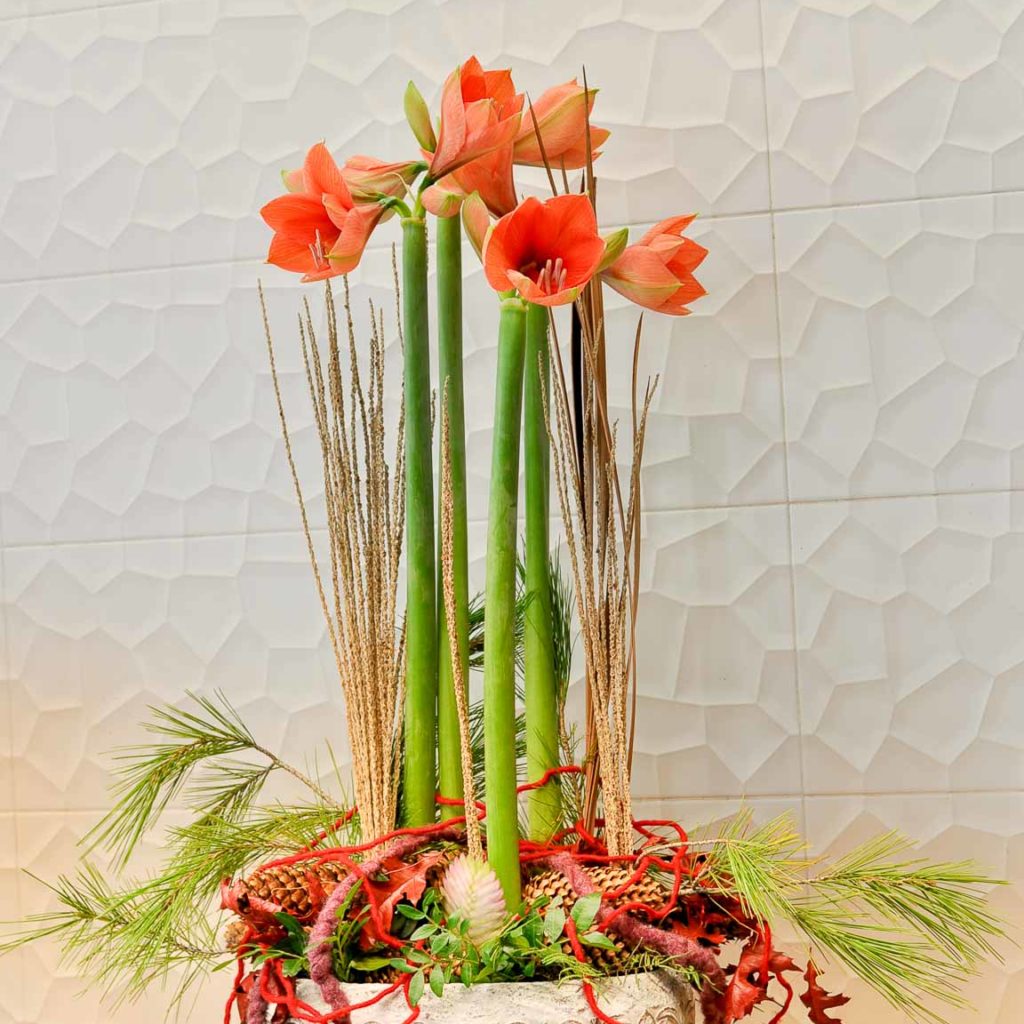 La saison des Amaryllis est là