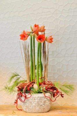 La saison des Amaryllis est là 