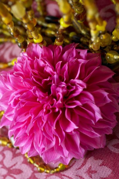 Un magnifique Dahlia de couleur Pink