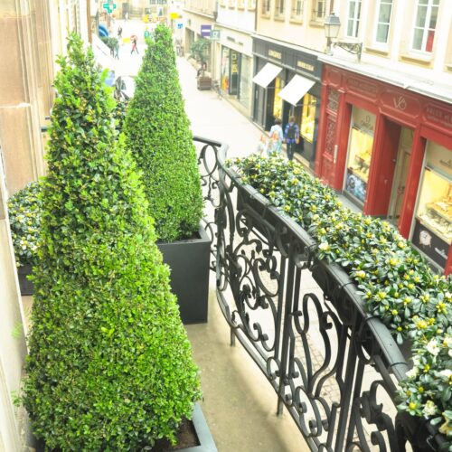 les buis sur votre terrasse