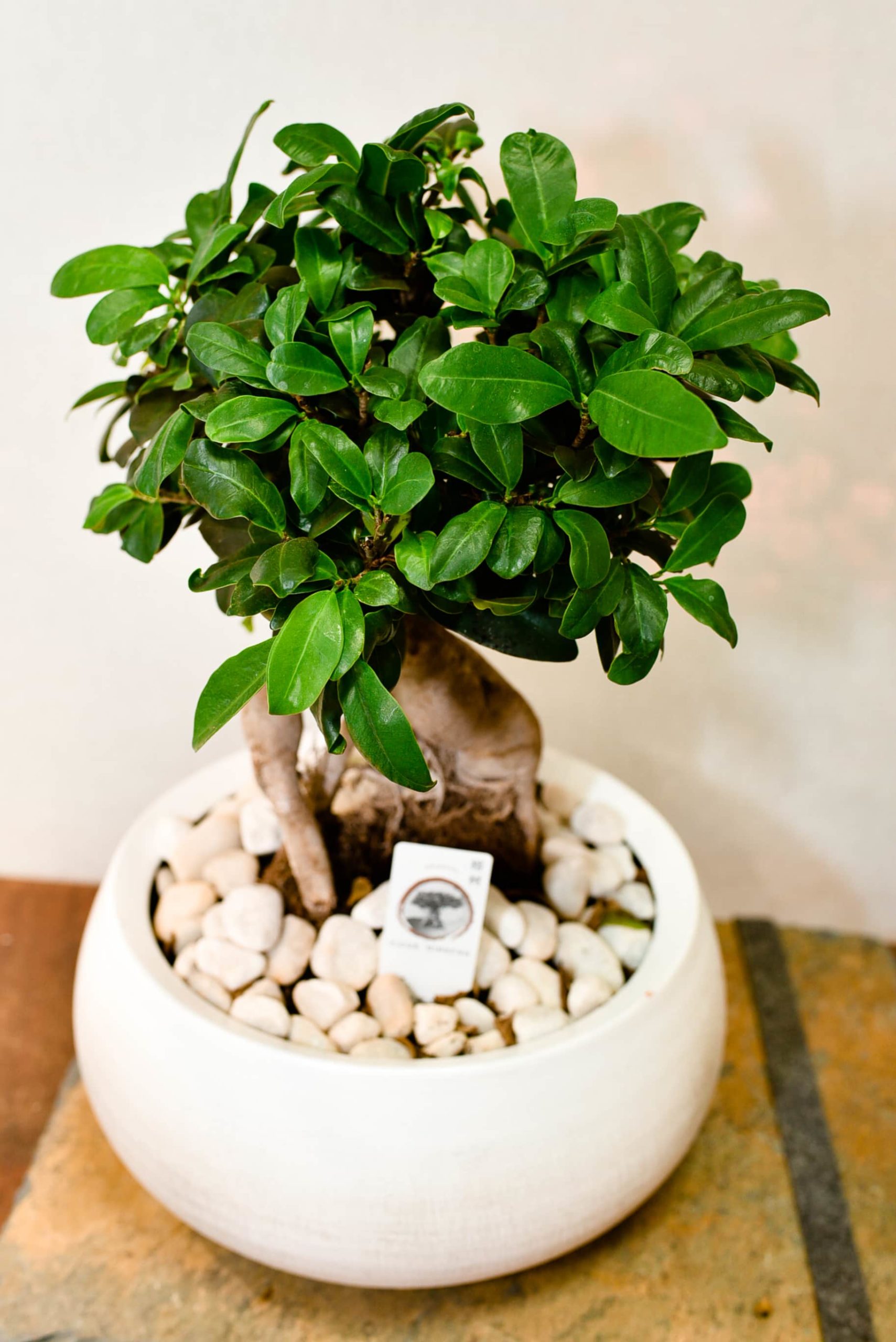 Les Ficus ginseng de différentes variante – Image 7