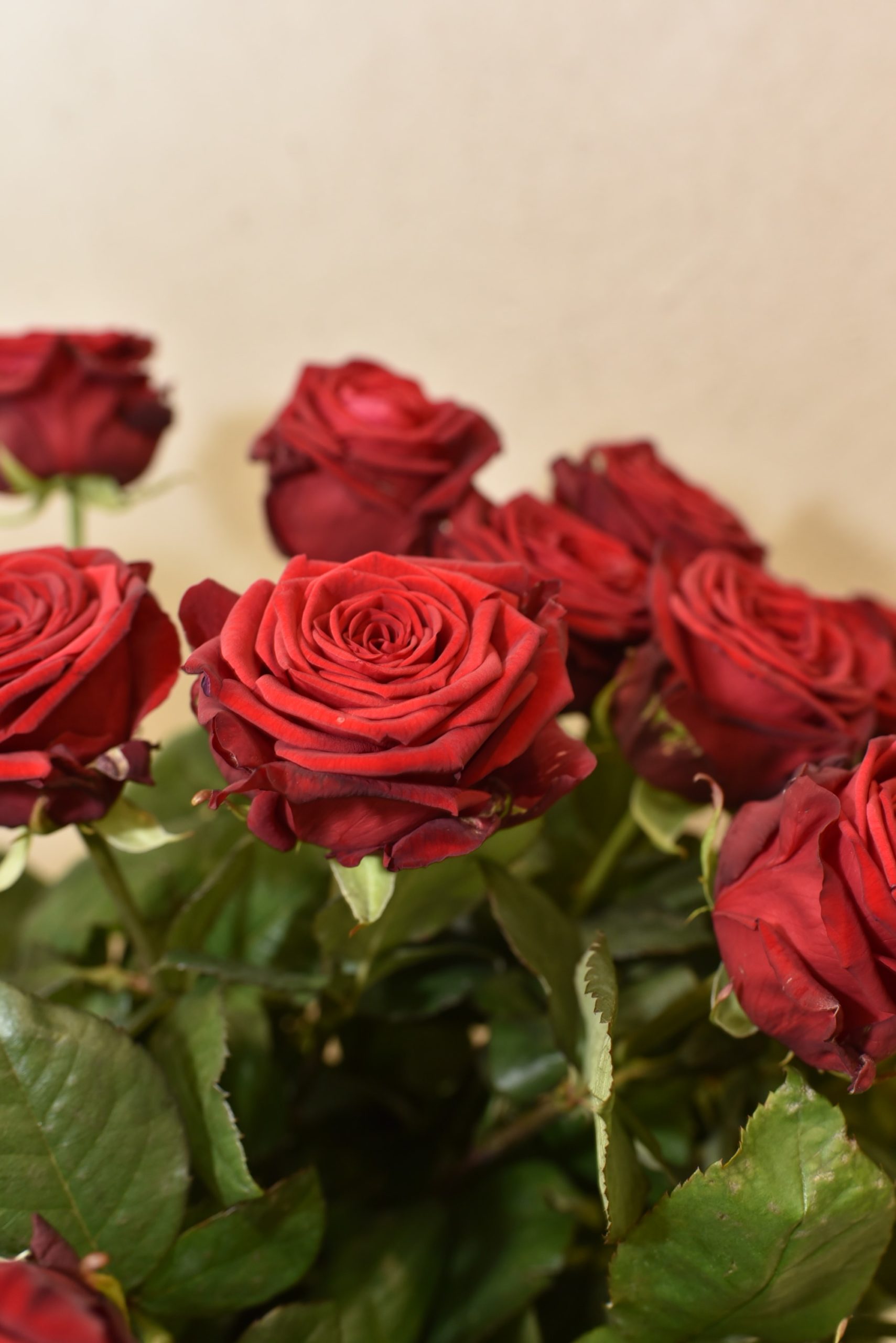 Le Bouquet de grandes Roses rouge et d’autres roses