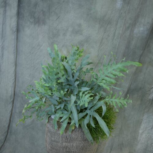 Compostion sobre de plantes verte graphique