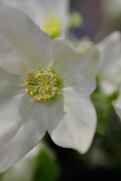 Gros plan d'Hellébore