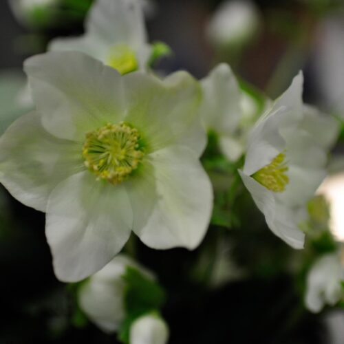 Le pot de rose de Noël