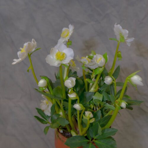 Un beau pot d'Hellébore