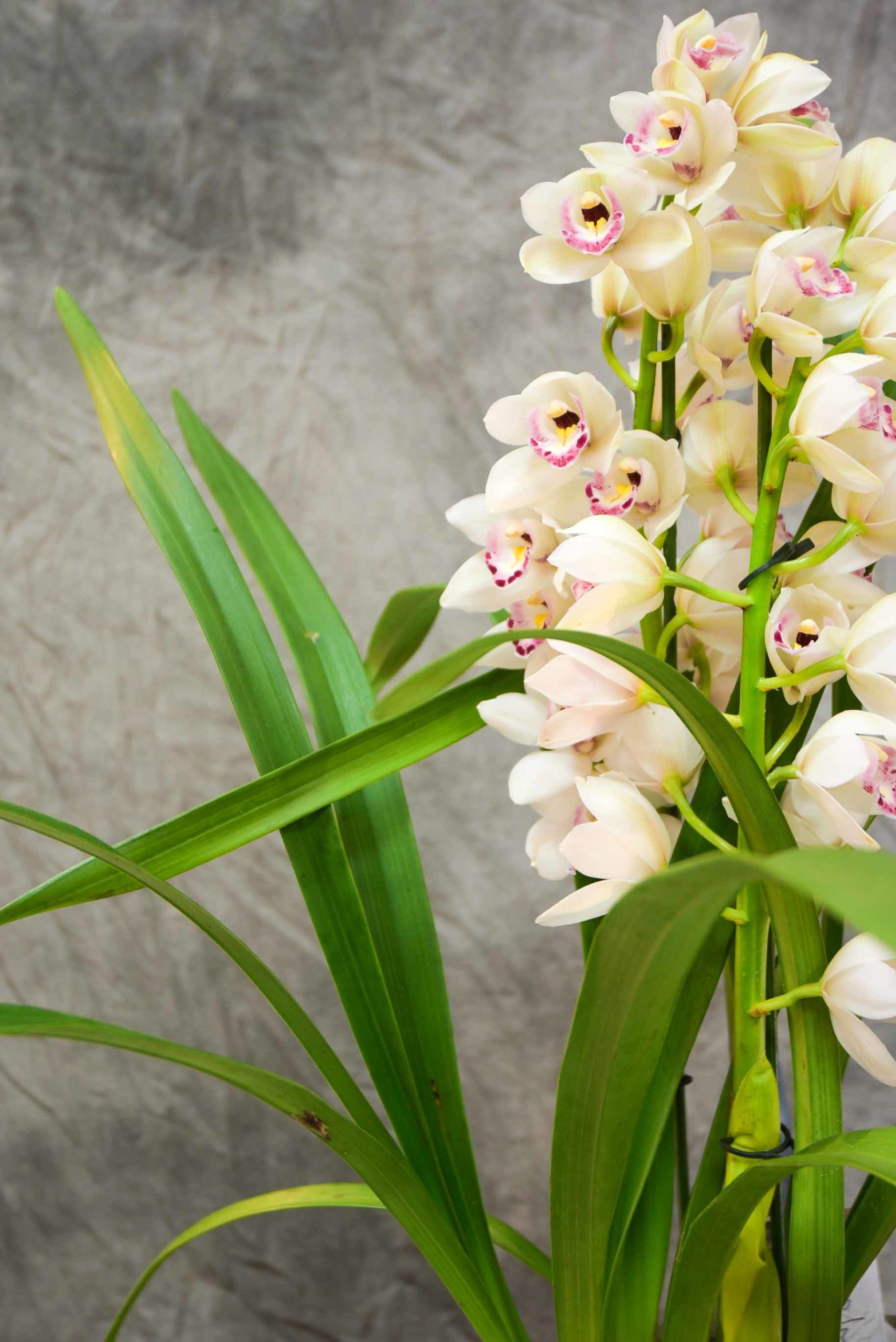 Grande Cymbidium