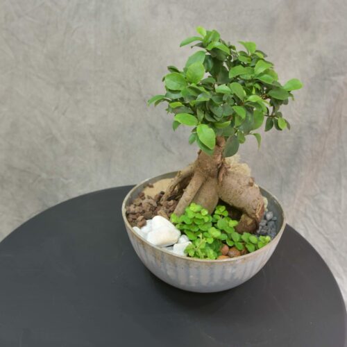 Composition de plantes dans un contenant original