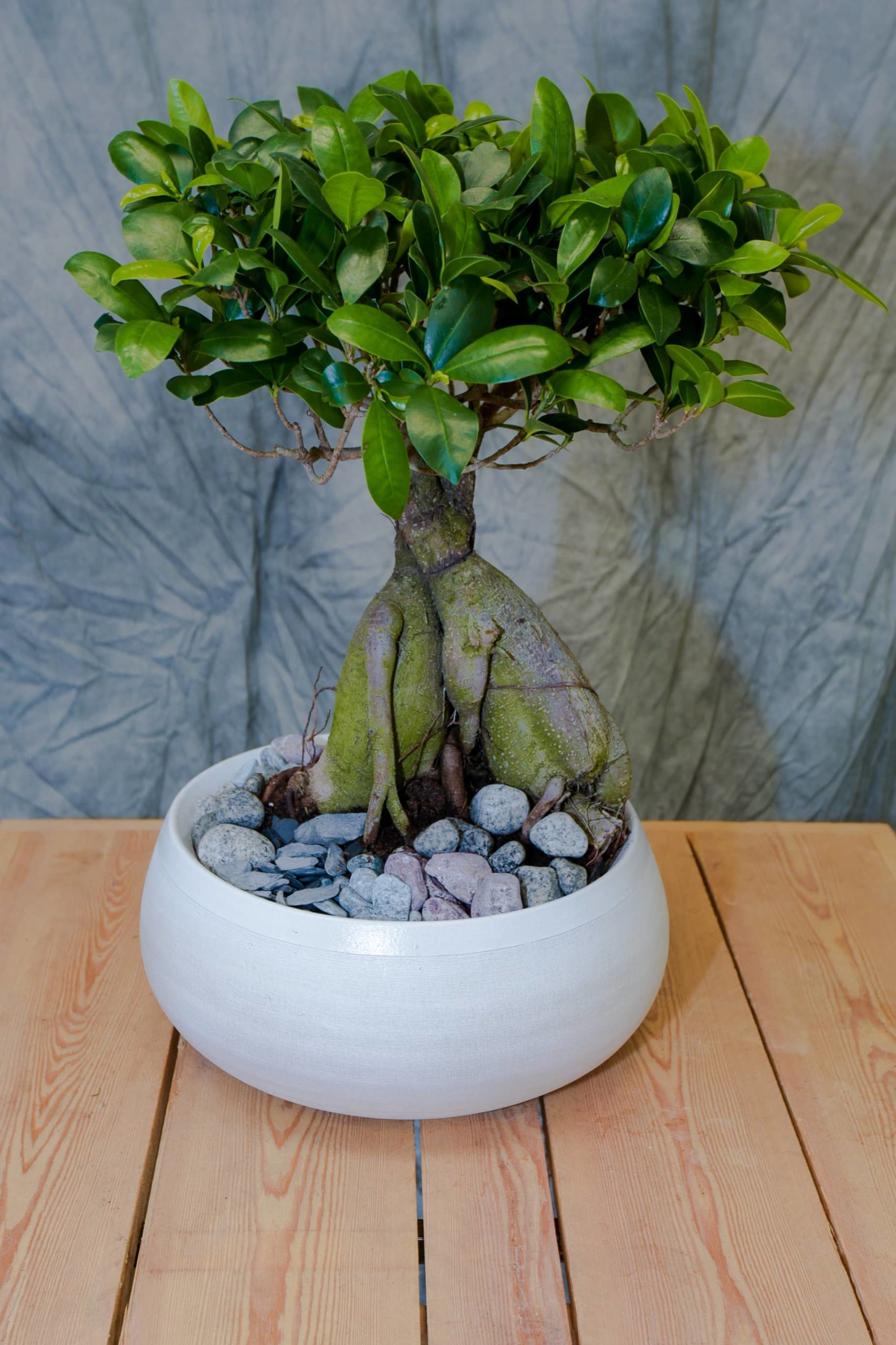 Les Ficus ginseng de différentes variante – Image 6