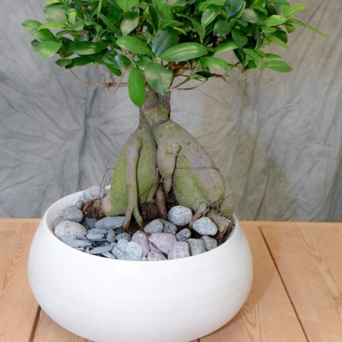 Ficus ginseng 2