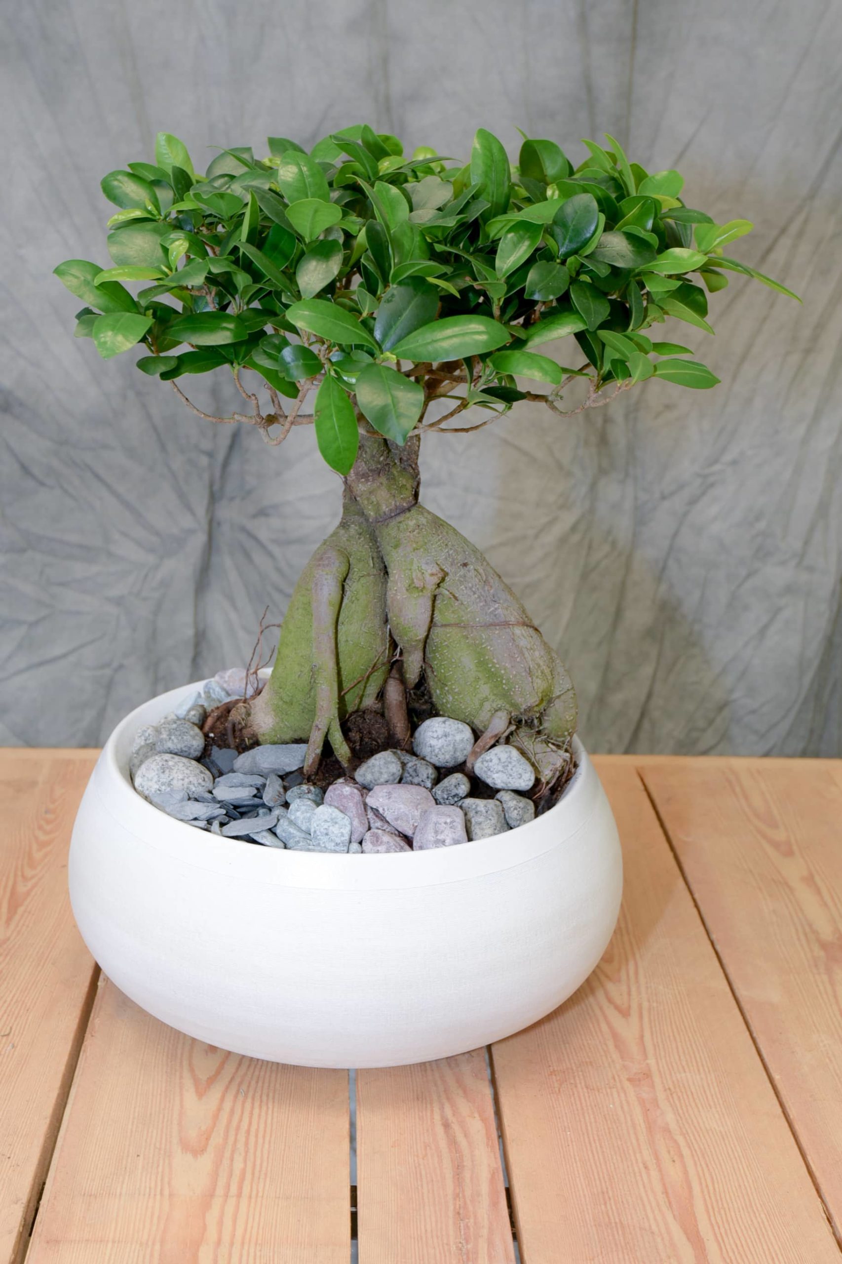 Les Ficus ginseng de différentes variante