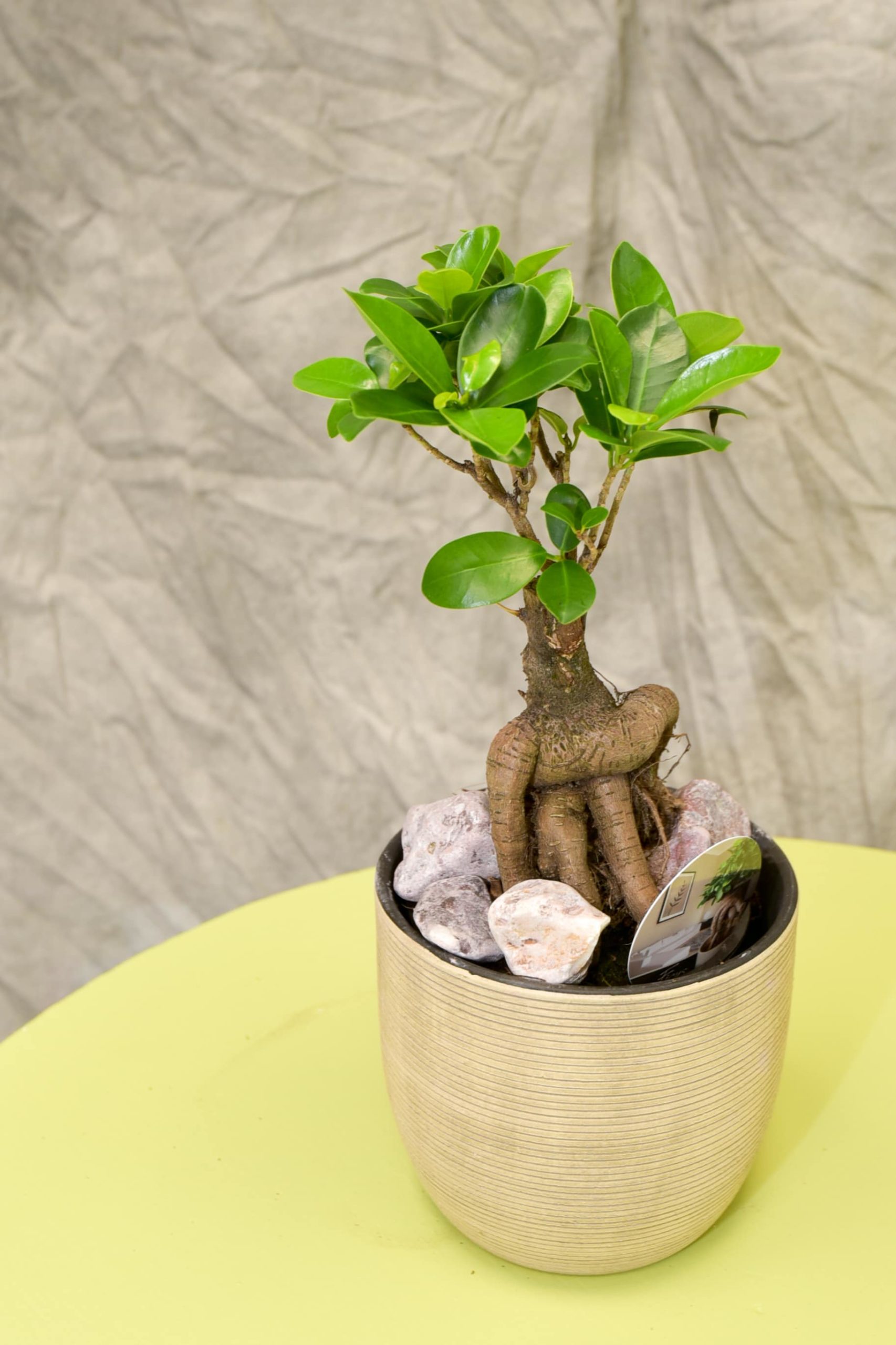 Les Ficus ginseng de différentes variante – Image 2