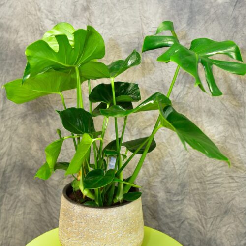 Le Philodendron Monstera