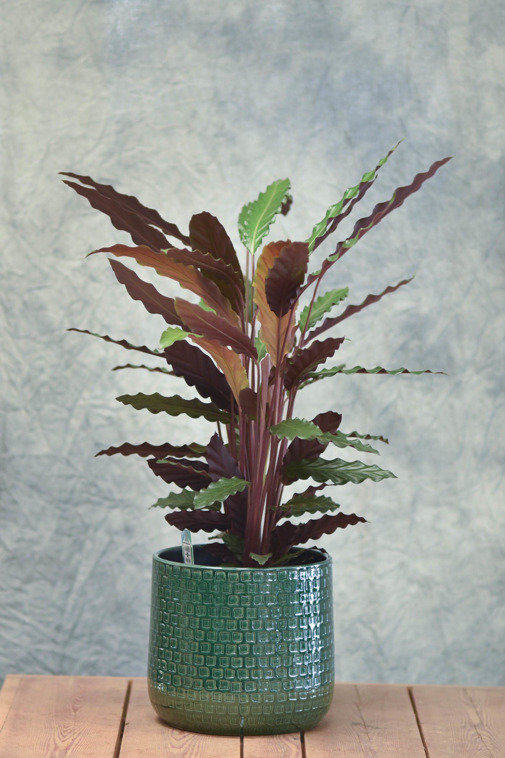 Le Calathea – Image 4