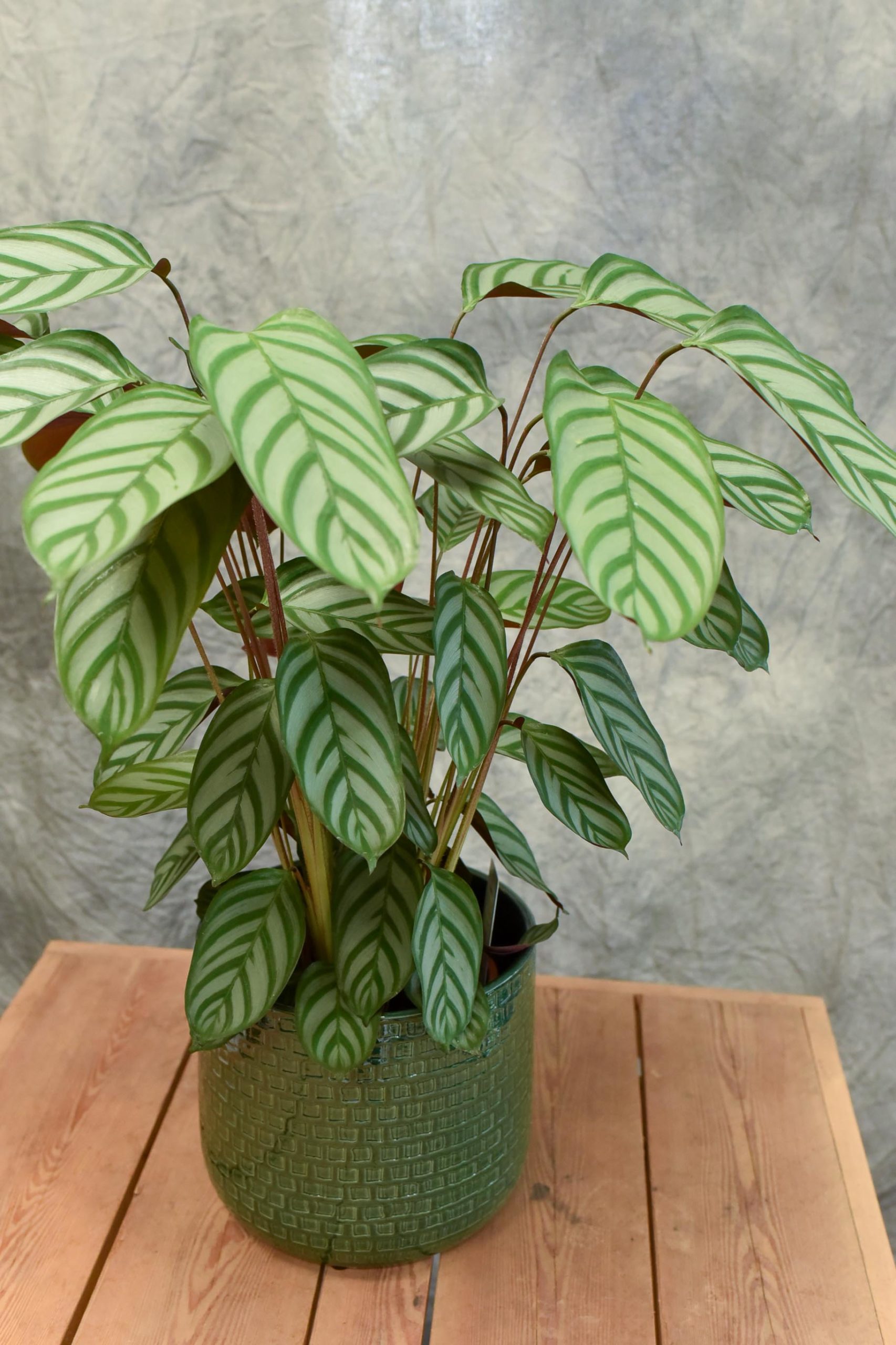 Le Calathea
