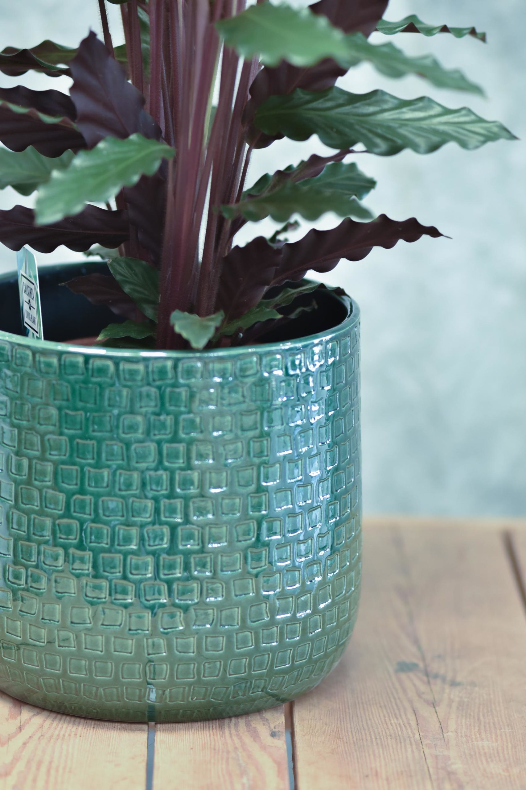 Le Calathea – Image 5