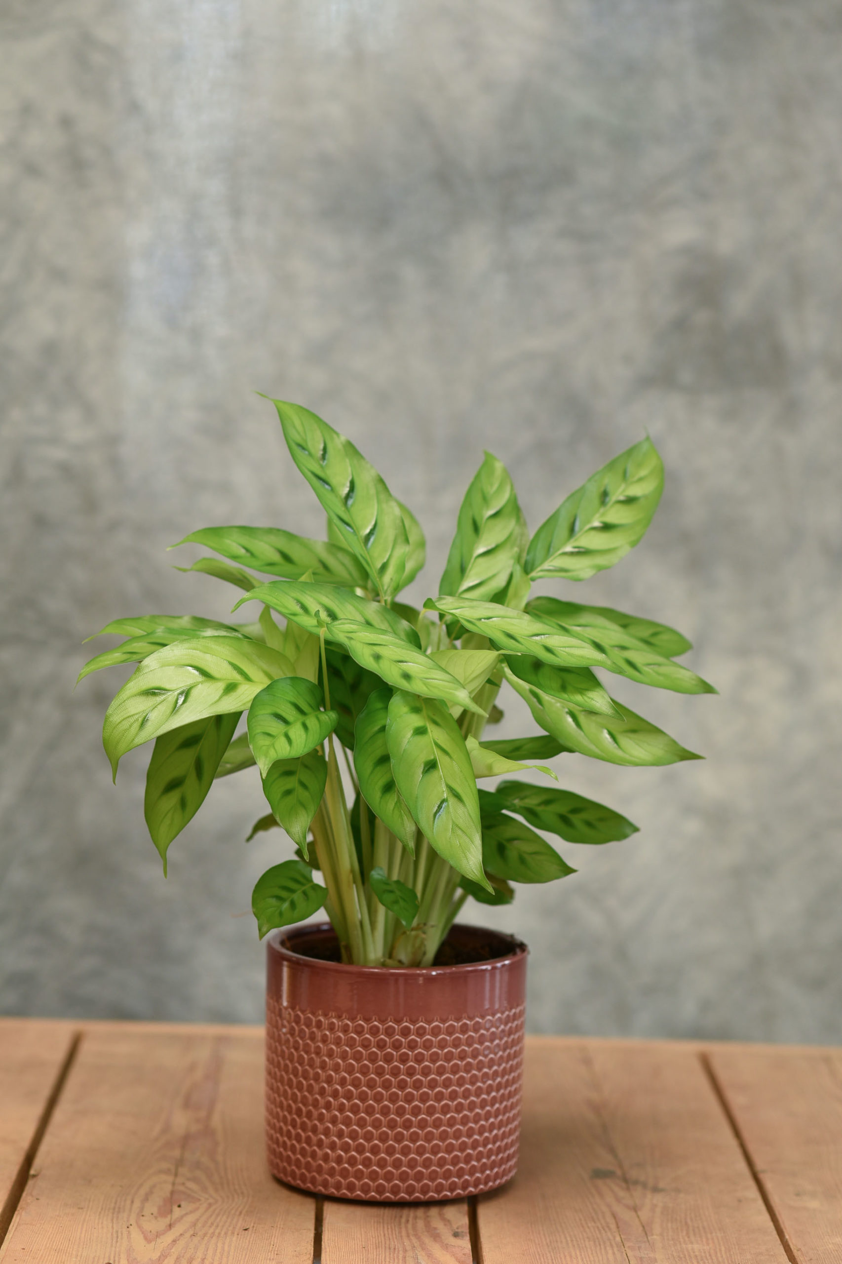 Le Calathea – Image 2