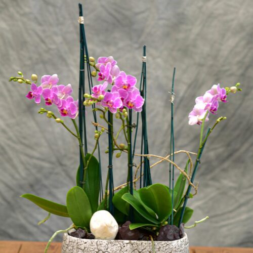 Les Compositions de petites d'Orchidées