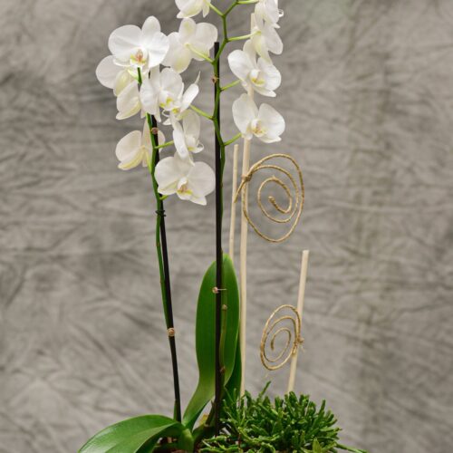 Différentes propostion de composition d'Orchidées