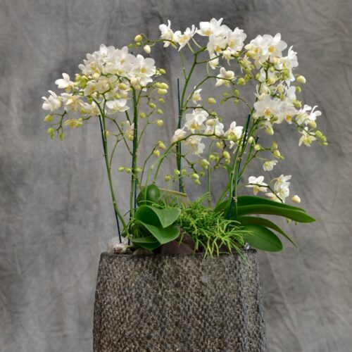 Les Composition d'Orchidées de petites fleurs de couleur blanc