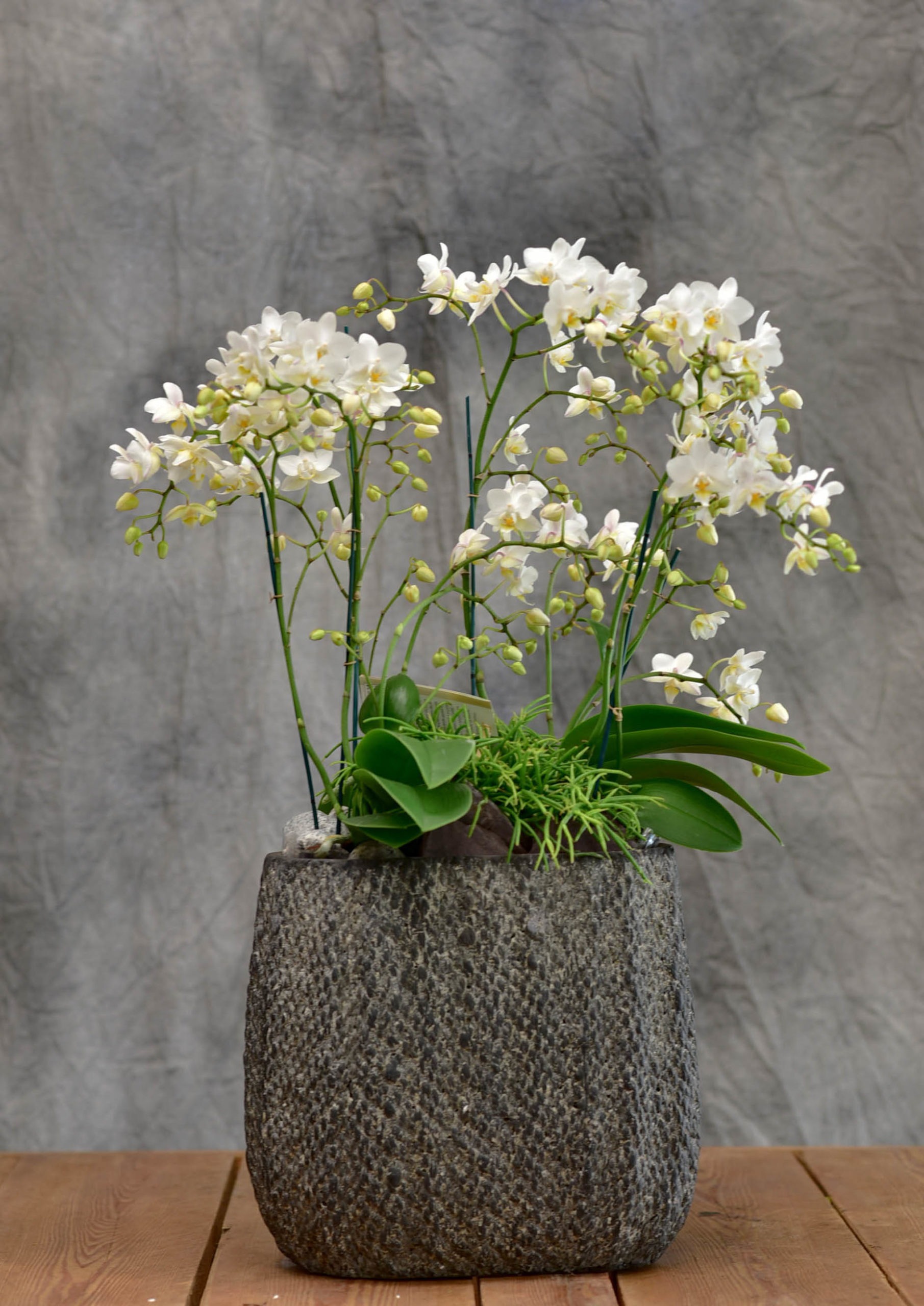 Les Composition d’Orchidées de petites fleurs de couleur blanc