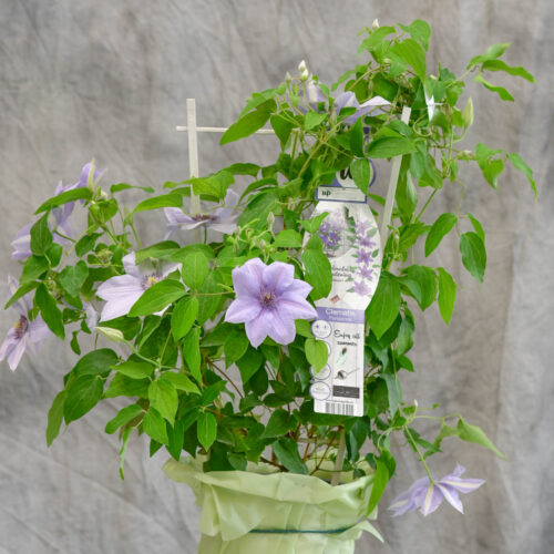 Un joli pot de Clématite pour votre Balcon ou le jardin