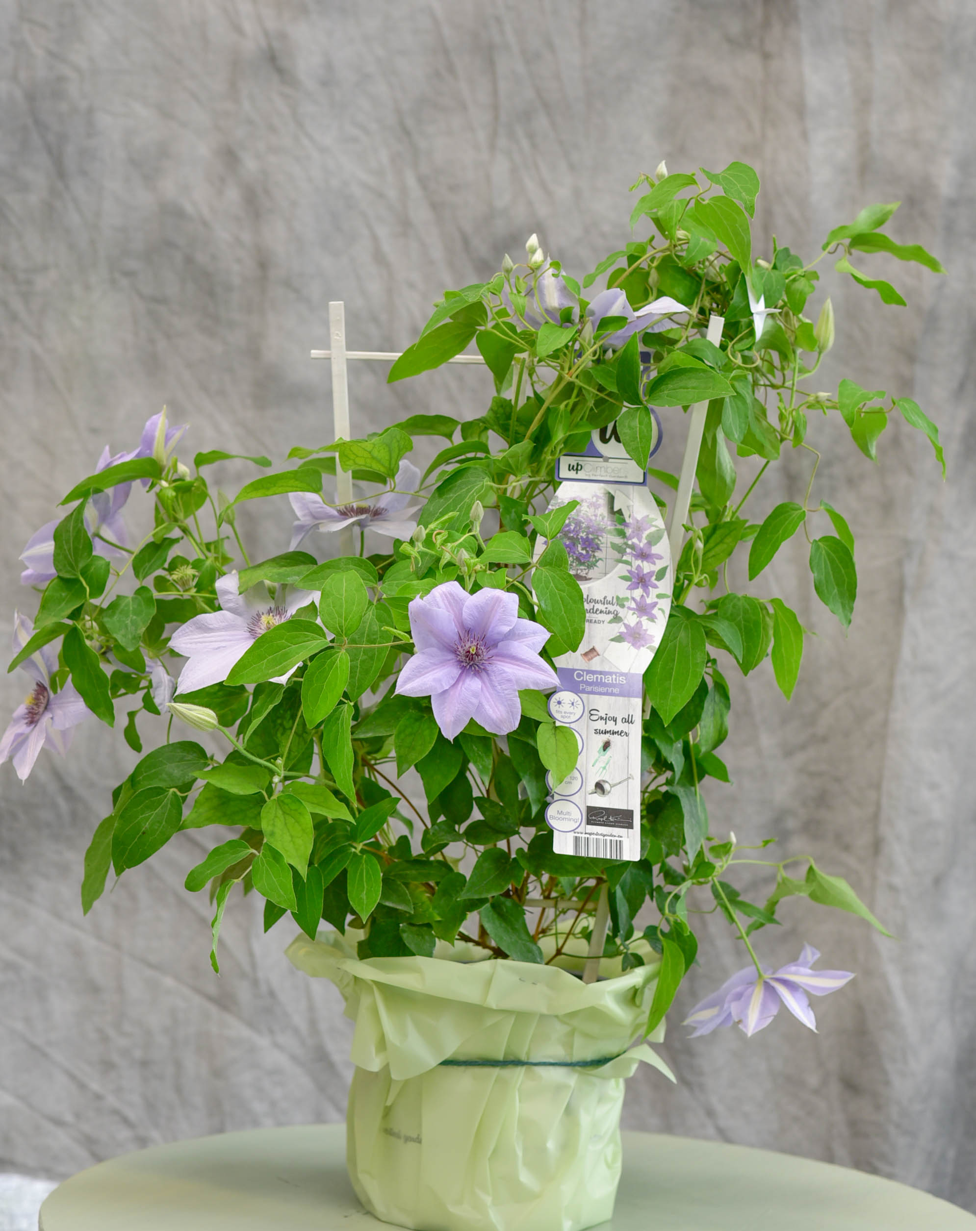 Un joli pot de Clématite pour votre Balcon ou le jardin