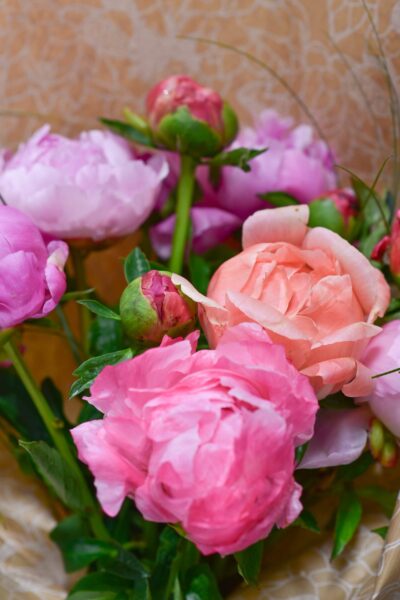 Les jolies fleurs de Pivoine_