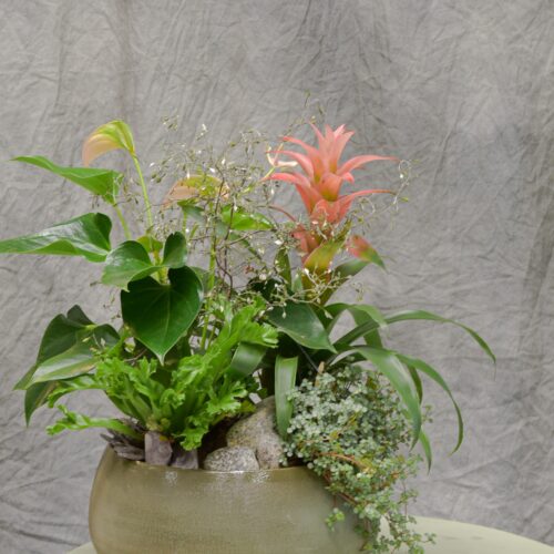 Composition de plantes exotique