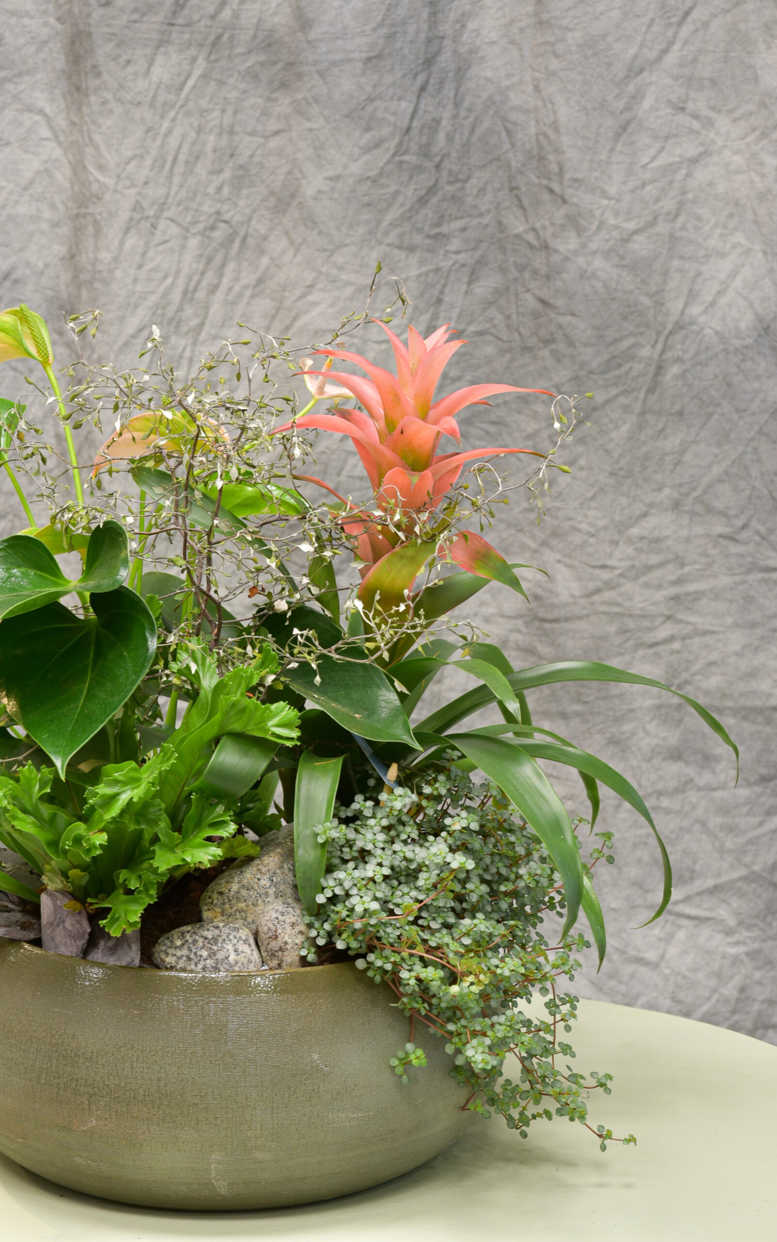 Une Création végétale exotique – Anthurium aux couleurs uniques – Image 2