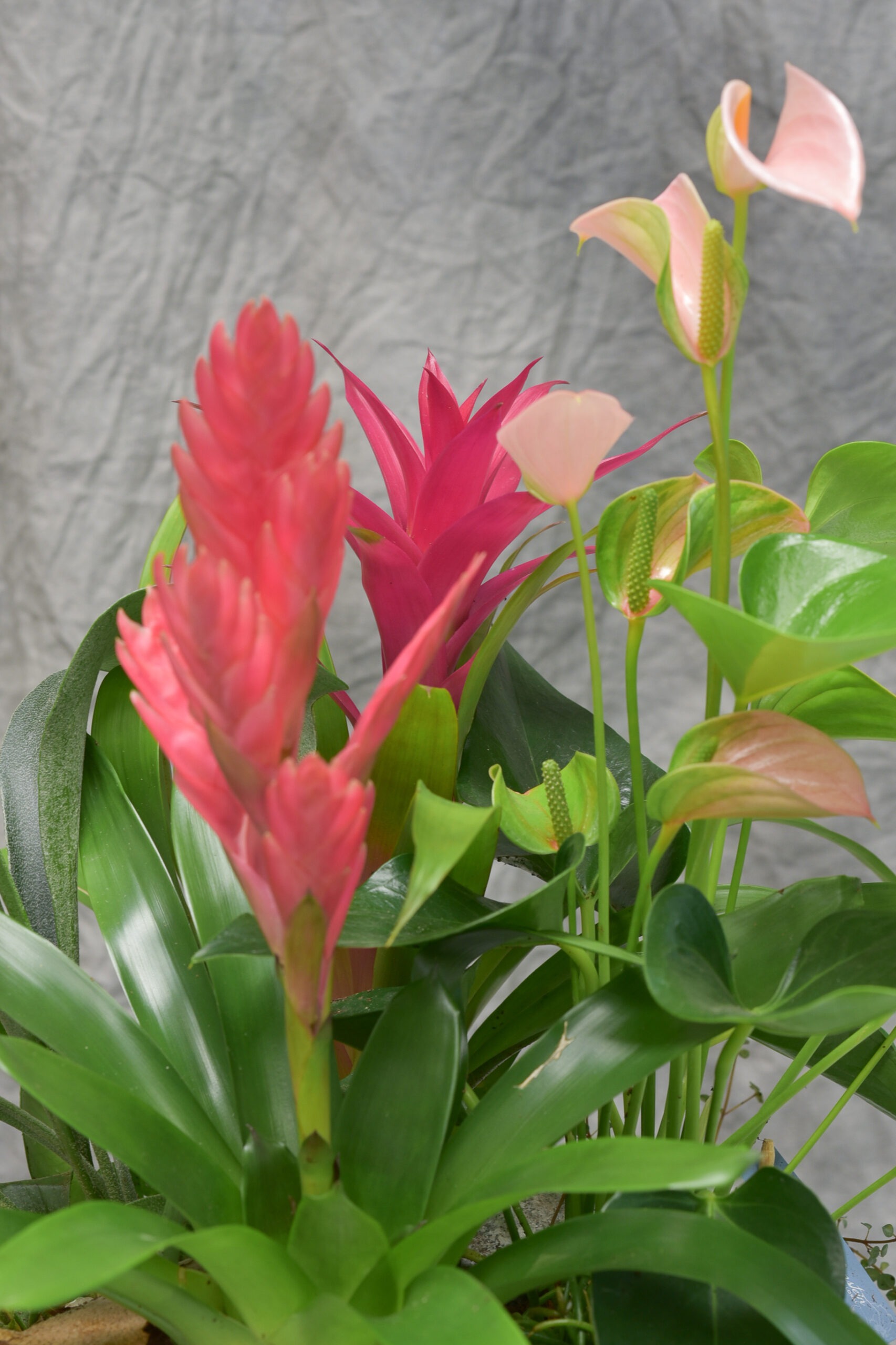 Une Création végétale exotique – Anthurium aux couleurs uniques – Image 3