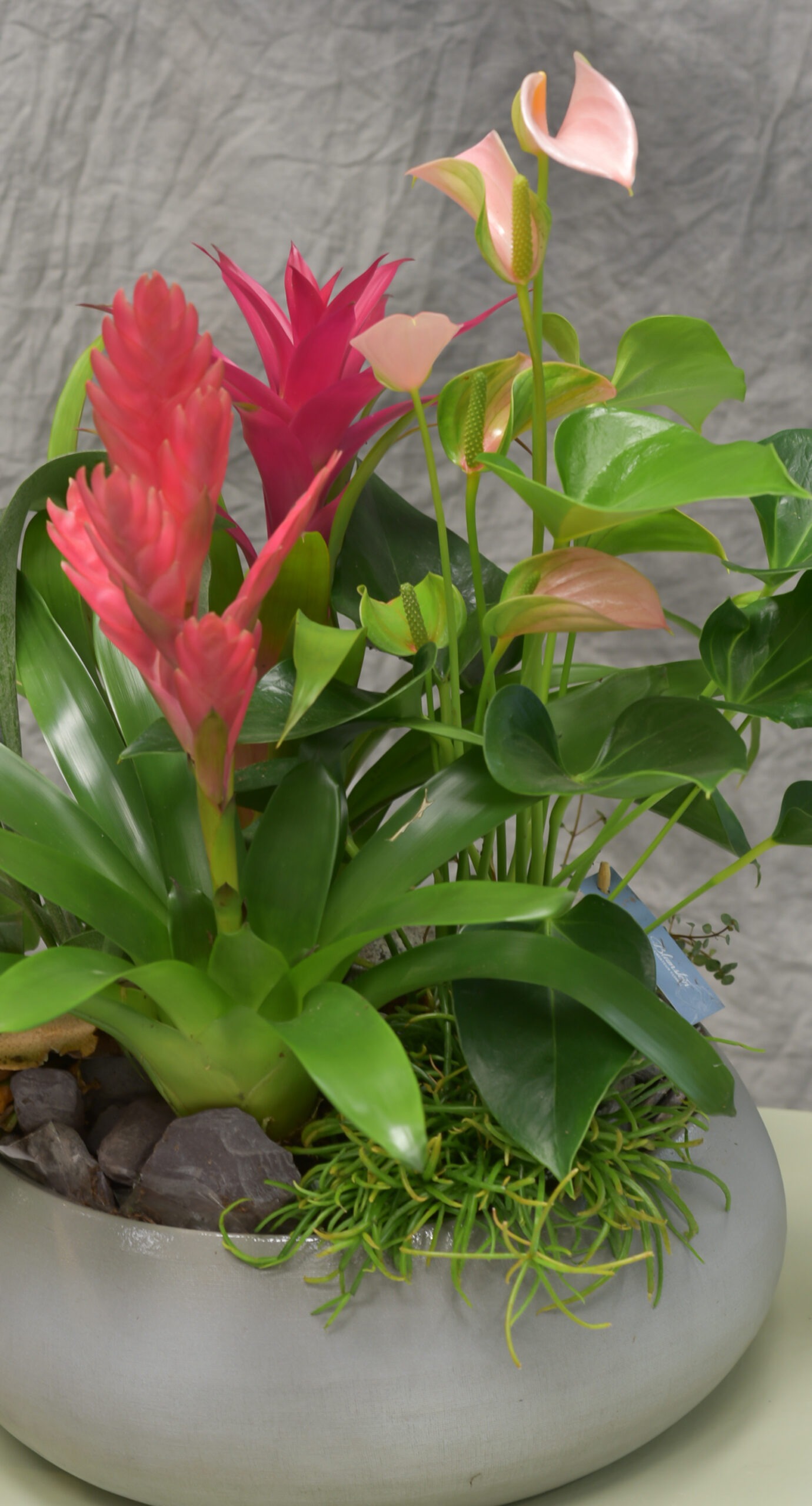 Une Création végétale exotique – Anthurium aux couleurs uniques – Image 4