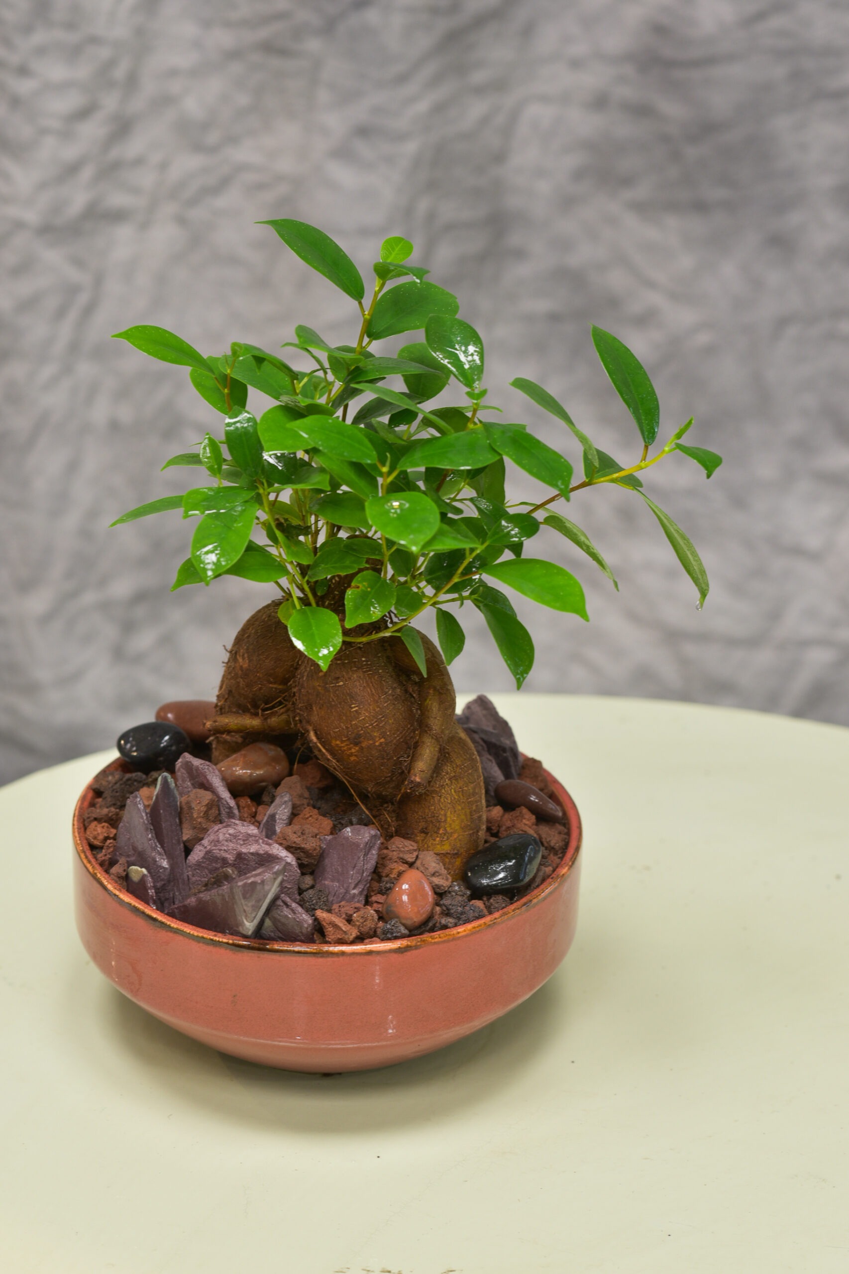 Un joli petit arbre pour l’intérieur / Le Ficus ginseng