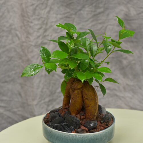 Un arbre pour l'intérieur / Le Ficus ginseng