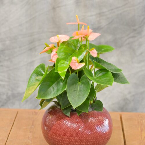 Coupe d'Anthurium pour votre intérieur