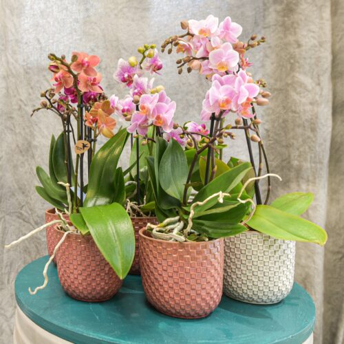 Une petite Orchidée pour un présent selon l'arrivage