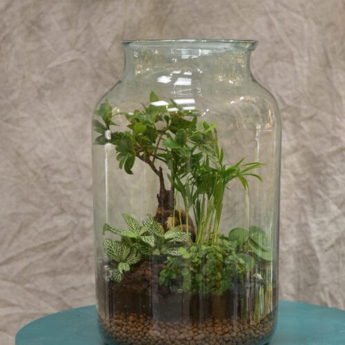 Une petite forêt chez soi dans un vivarium géant