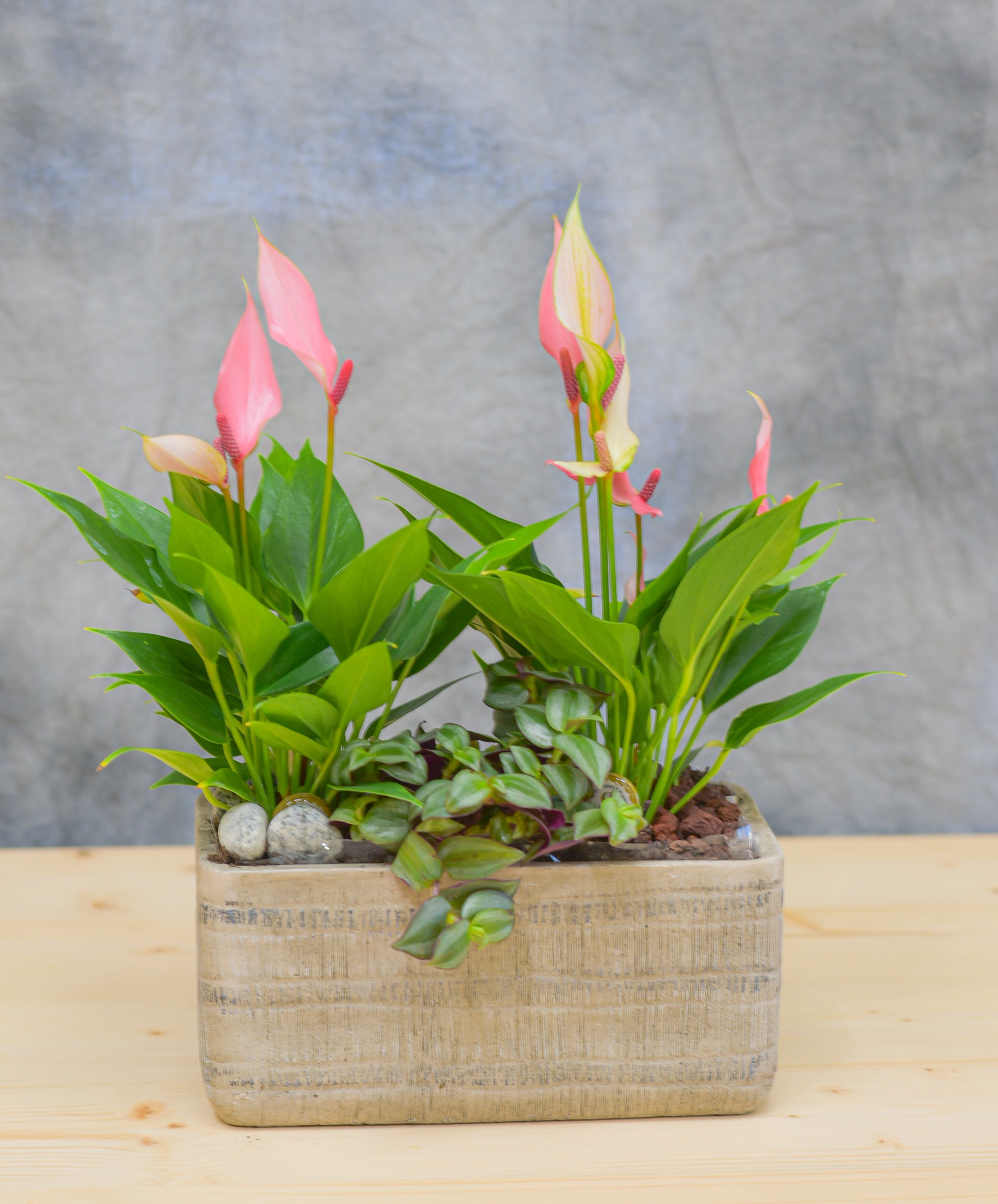 Une Jolie composition de petite d'Anthurium dans une céramique – Image 2