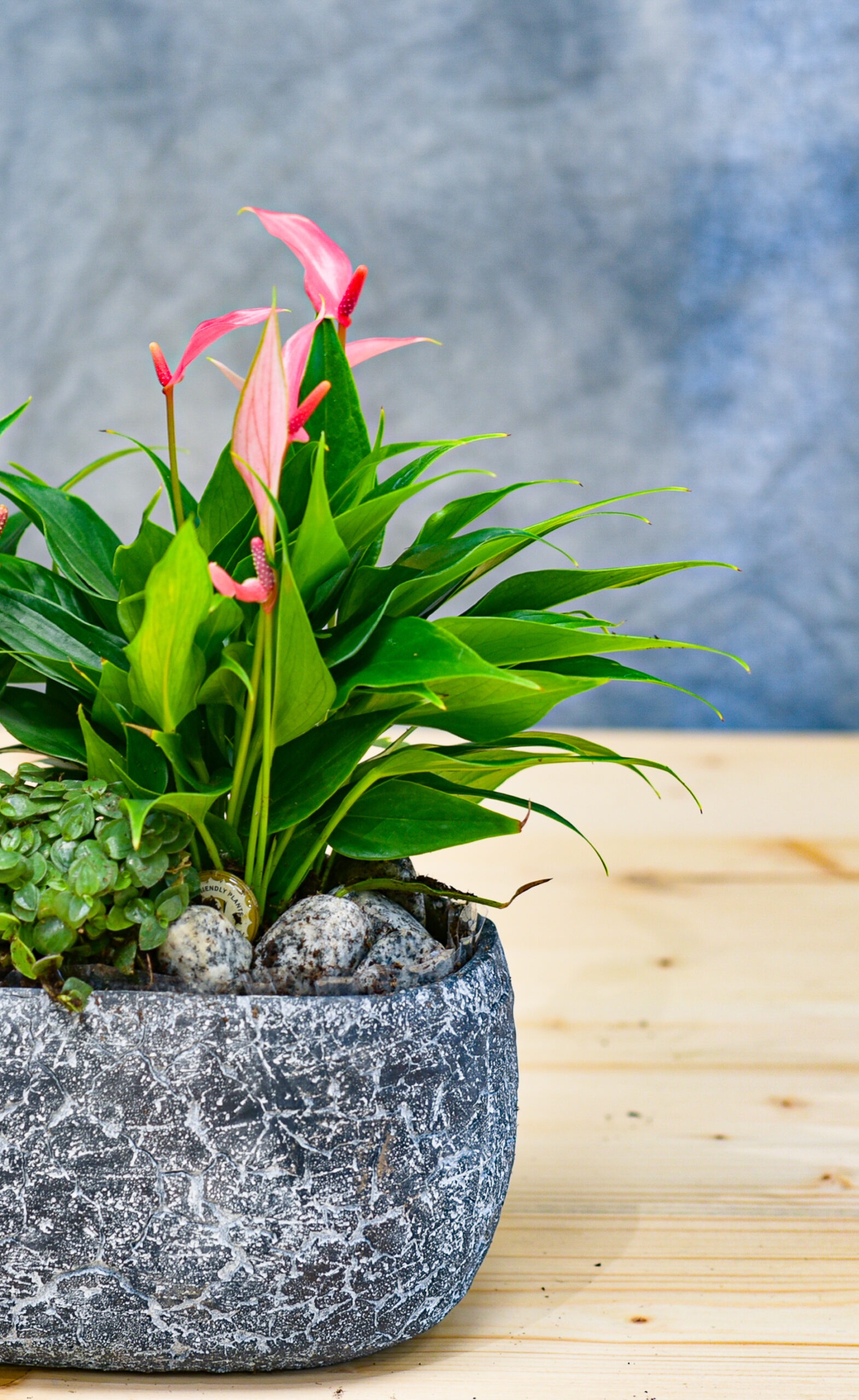 Une Jolie composition de petite d'Anthurium dans une céramique – Image 4