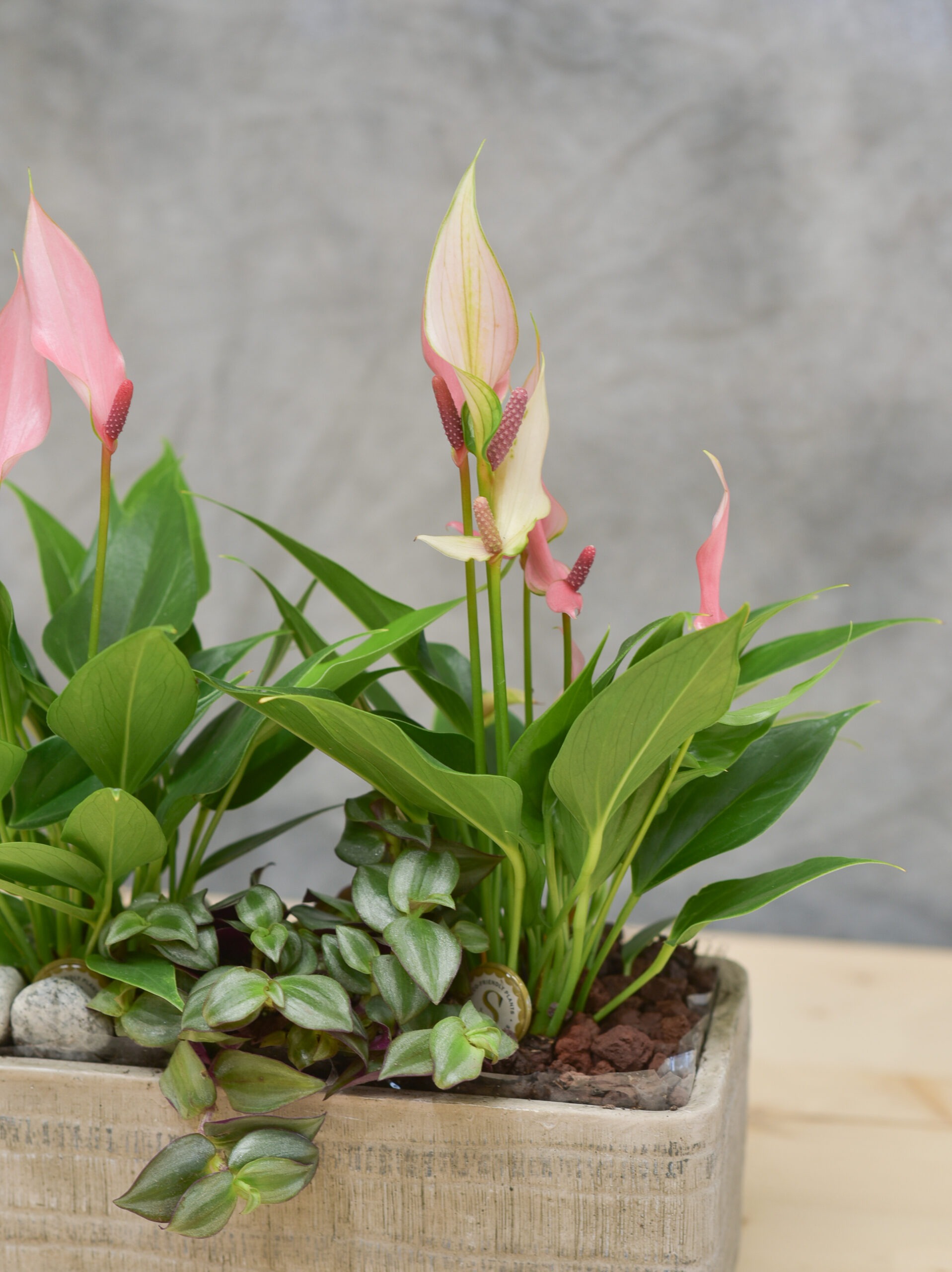Une Jolie composition de petite d'Anthurium dans une céramique – Image 3