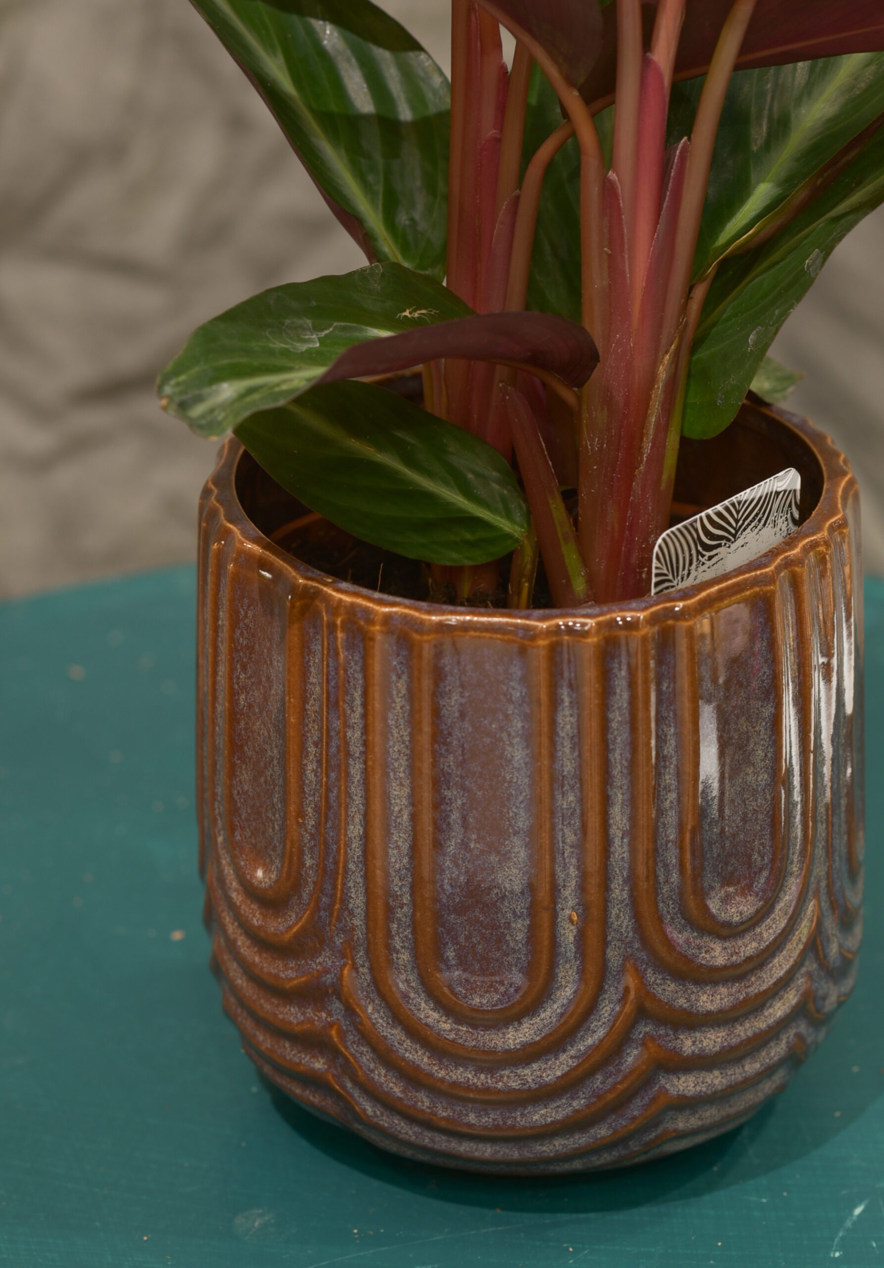 Le Calathea avec son cache pot – Image 2