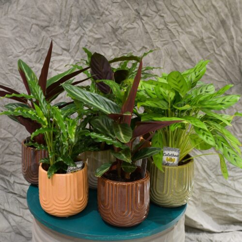 Le Calathea avec son cache pot