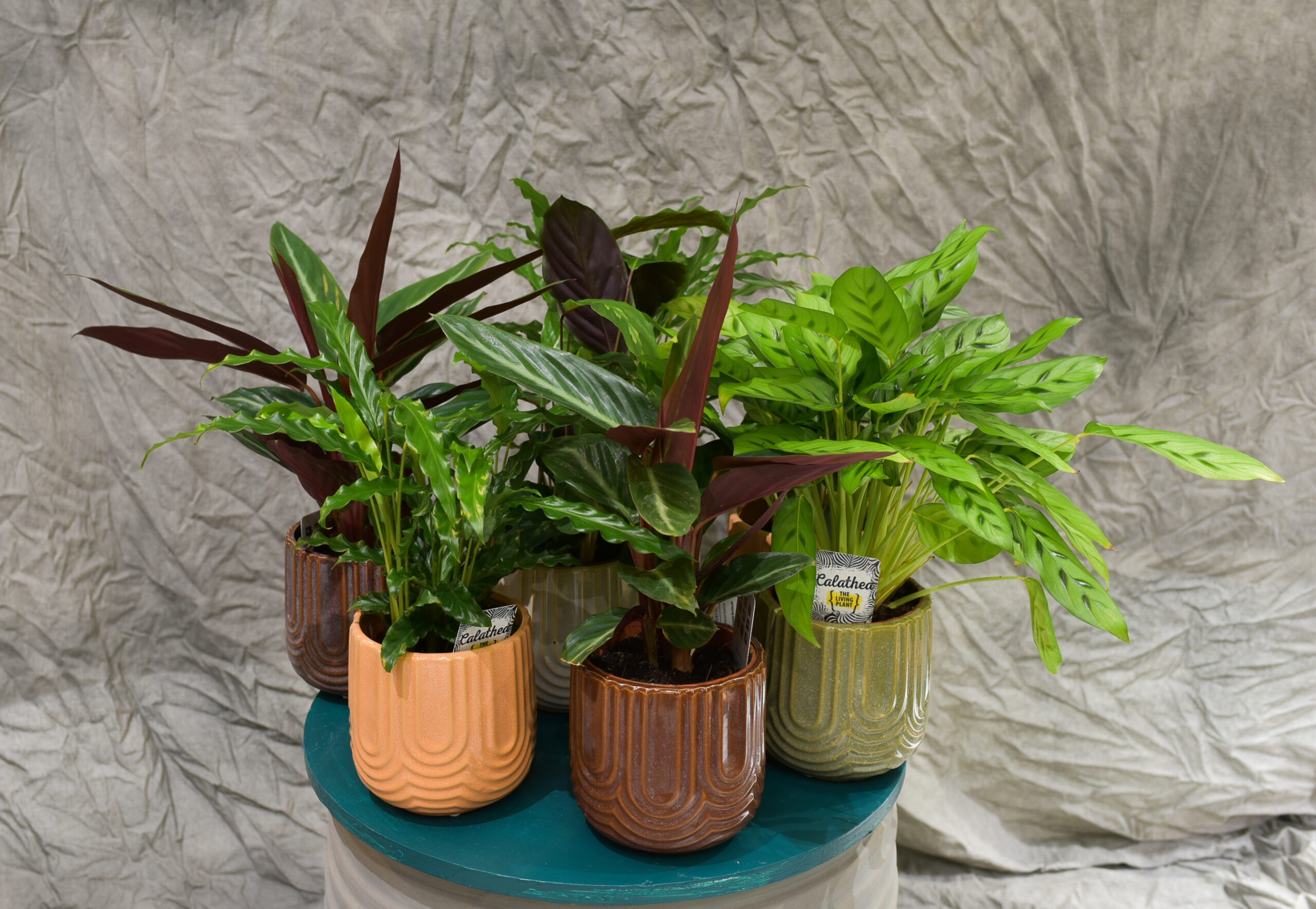 Le Calathea avec son cache pot