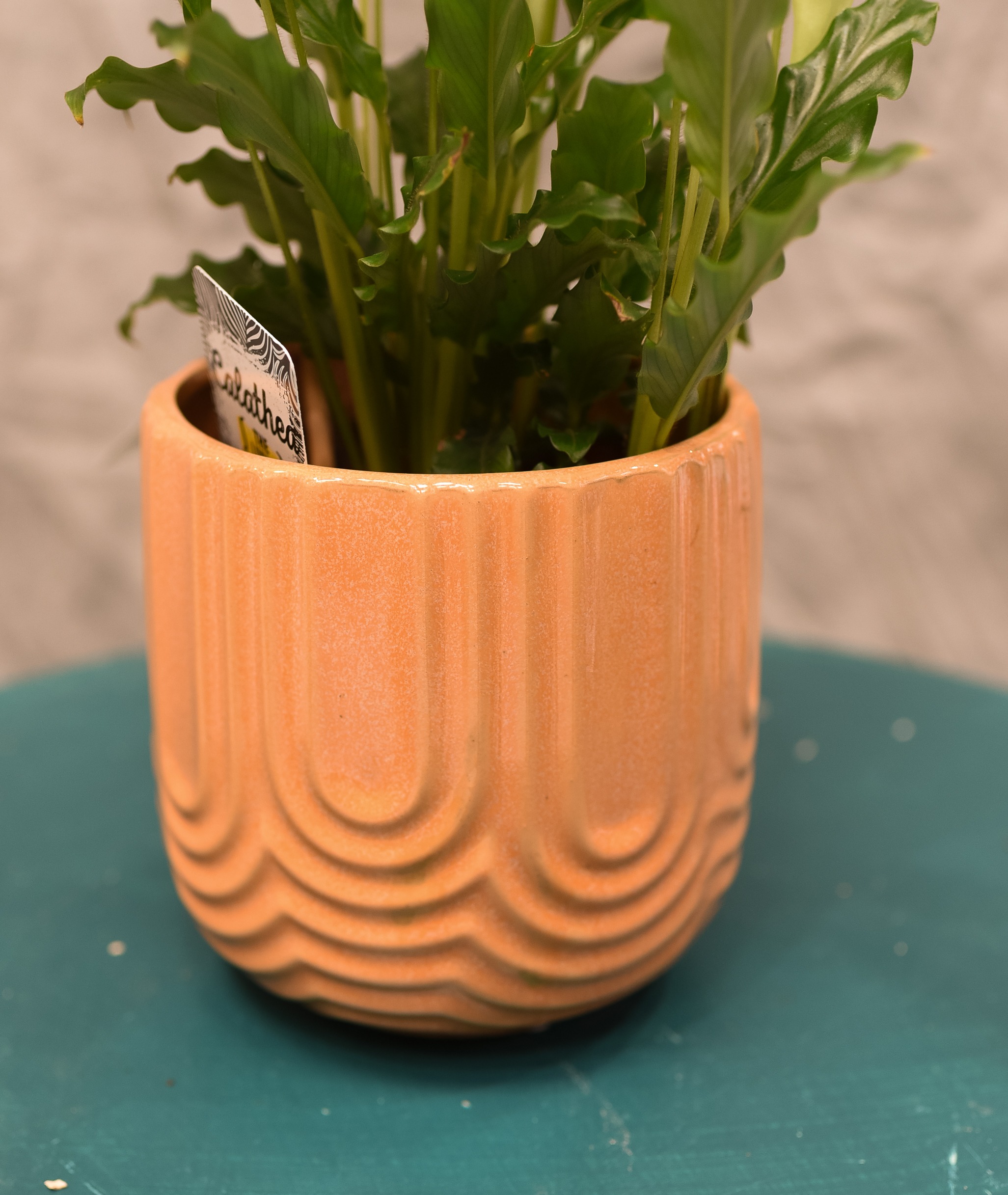 Le Calathea avec son cache pot – Image 5