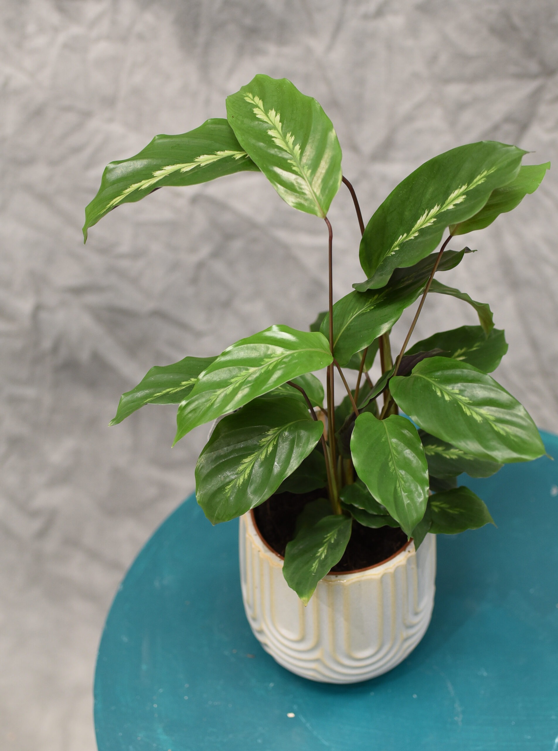 Le Calathea avec son cache pot – Image 4