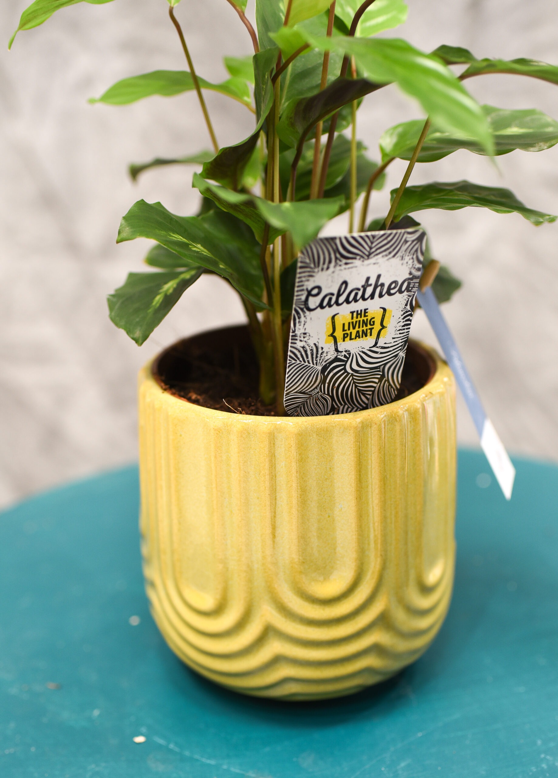 Le Calathea avec son cache pot – Image 3