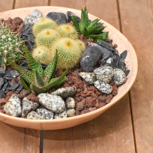 Une composition de Cactus