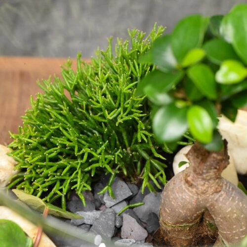 Vivarium et ces plantes_-2