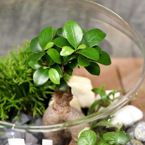 Vivarium et ces plantes_