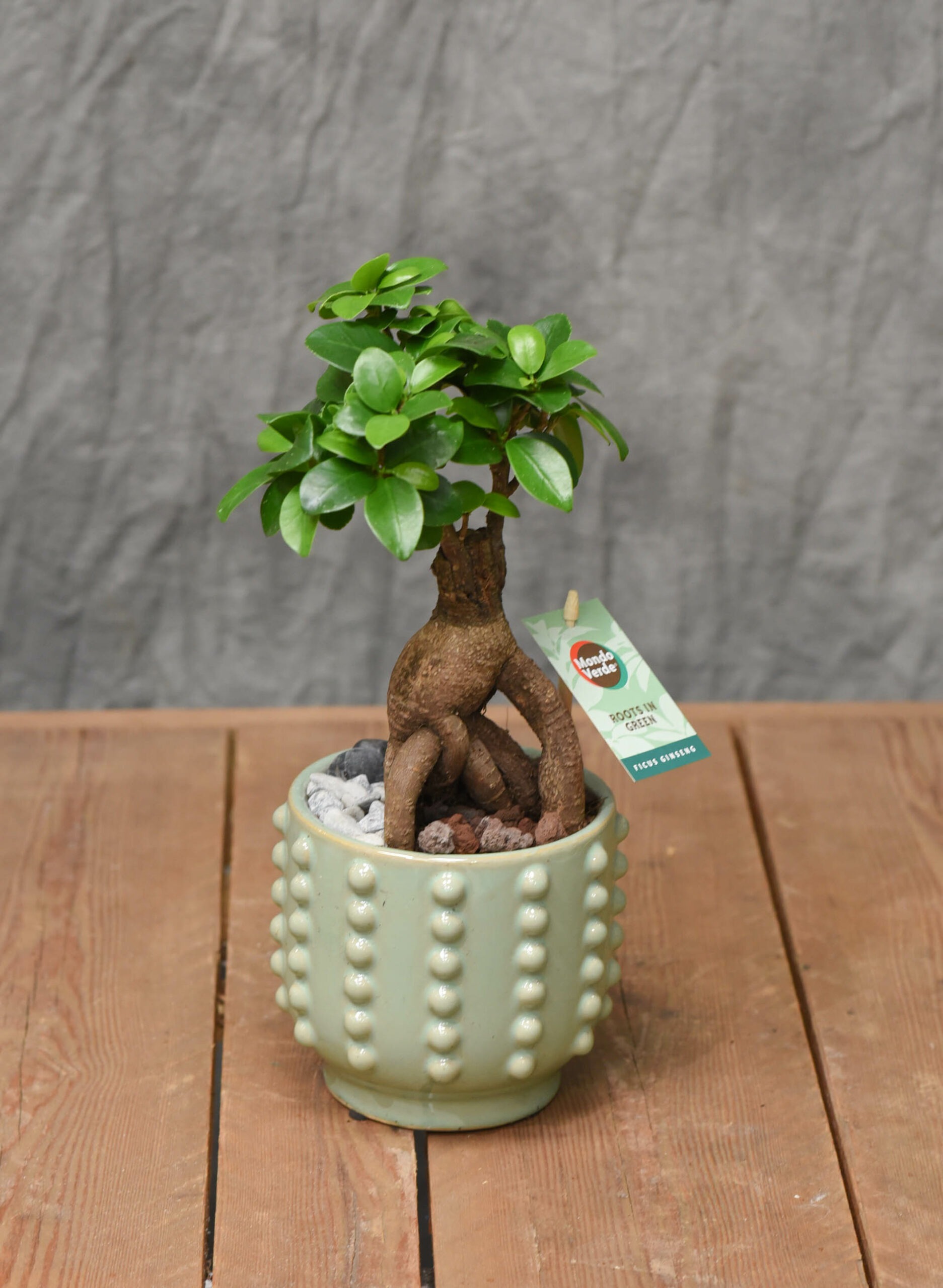 Un arbre pour l'intérieur / Le Ficus ginseng – Image 4